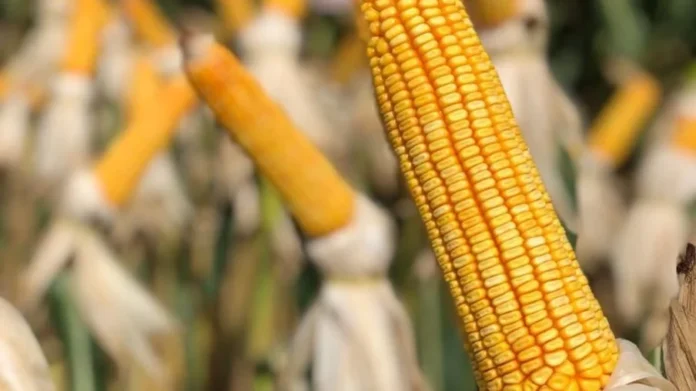 imagick_convert (10)