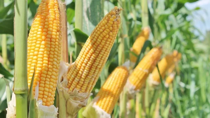 imagick_convert (24)