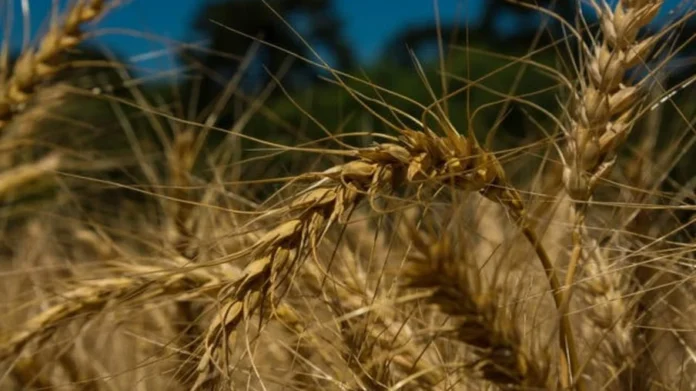 imagick_convert (28)