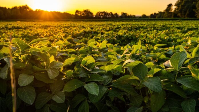qc1PCIxK-closeup-of-green-leaves-of-soybean-plant-2021-09-04-03-08-21-utc-scaled.jpg