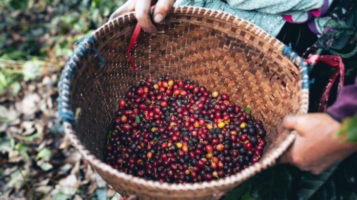 coffee-and-arabica-coffee-plantation-harvest-day-2022-01-28-18-30-33-utc-1024x683-1.jpg-1