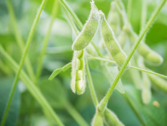 Plantacao-de-soja-no-Tocantins-2048x1538