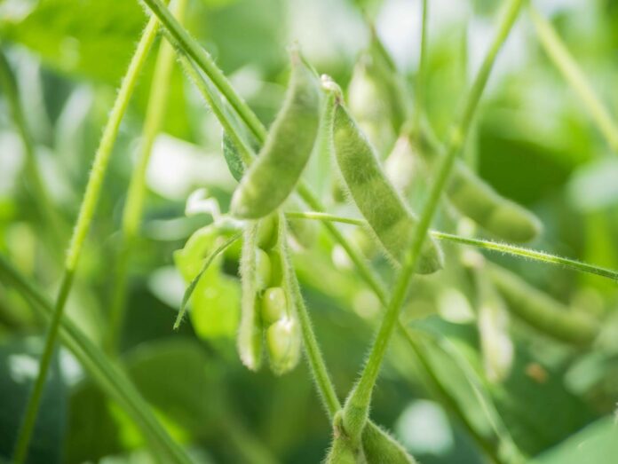 Soja-no-Tocantins-2048x1538