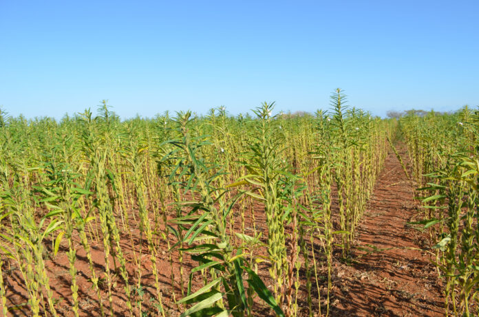 gergelim-plantação (Foto-Nordeste-Rural)
