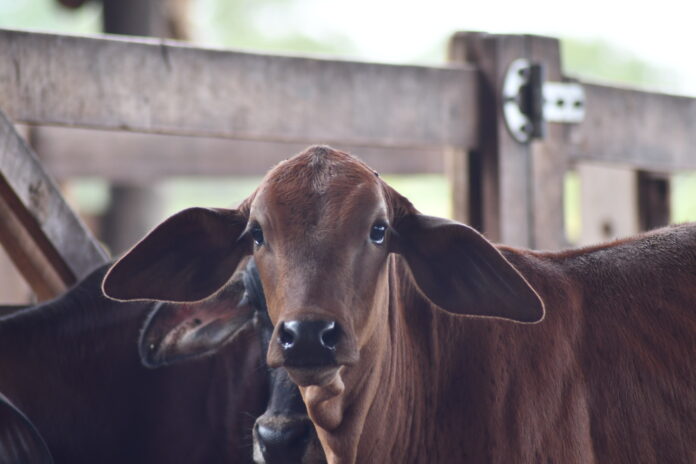 Majuh Souza - Governo do Tocantins (97)