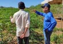 Prefeitura de Palmas capacita produtores rurais da região do São João e Mariana sobre plantio de mandioca com transferência de tecnologia