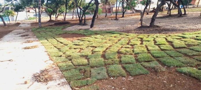 Equipes realizaram plantio de grama