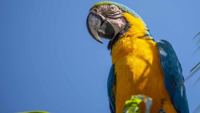 Espécie símbolo do Tocantins, a arara-canindé exerce papel fundamental no equilíbrio ecológico Foto Luciana Pires