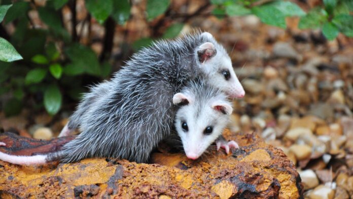 WhatsApp Image 2025-05-16 at 16.02.29