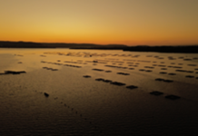 Inovação ajuda a tornar aquicultura brasileira mais eficiente e responsável