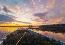 Aplicação de bioestimulantes à base de Ascophyllum nodosum impulsiona produtividade sustentável da soja