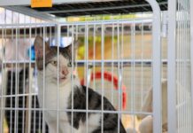 Prefeitura de Palmas registra mais de 120 denúncias de maus-tratos a animais